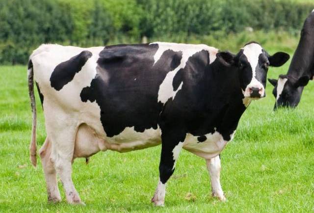 Holstein